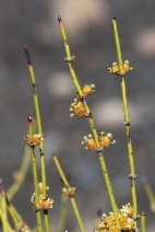 Ephedra viridis