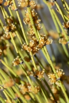 Ephedra viridis