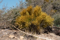 Ephedra viridis
