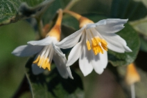 Styrax redivivus
