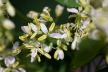 Fraxinus dipetala
