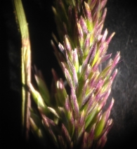 Deschampsia cespitosa ssp. holciformis