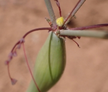 Eriogonum clavatum