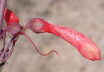 Penstemon centranthifolius