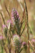 Trifolium angustifolium