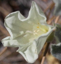 Calystegia malacophylla ssp. pedicellata