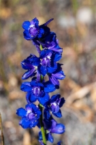 Delphinium uliginosum