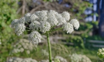 Heracleum maximum
