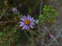 Corethrogyne filaginifolia var. californica