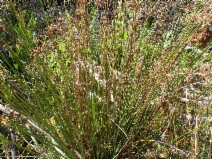 Juncus usitatus