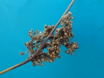Juncus usitatus