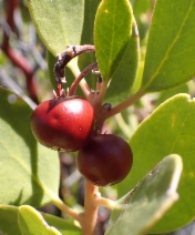Arctostaphylos parryana ssp. parryana