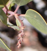 Arctostaphylos parryana ssp. parryana