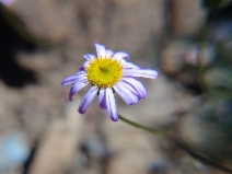 Erigeron serpentinus