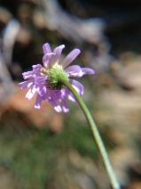 Erigeron serpentinus
