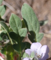 Phacelia douglasii var. douglasii