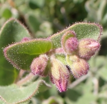 Mirabilis californica