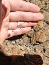 Minuartia douglasii