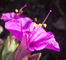 Mirabilis multiflora