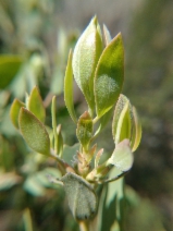 Arctostaphylos bakeri ssp. sublaevis