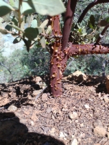 Arctostaphylos bakeri ssp. sublaevis