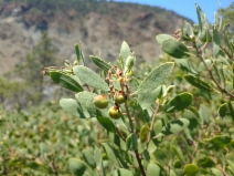Arctostaphylos bakeri