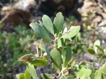 Arctostaphylos bakeri ssp. sublaevis