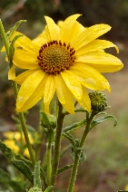 Helianthus gracilentus