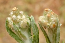 Pseudognaphalium luteoalbum