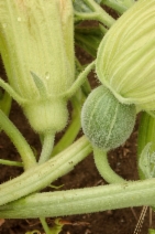 Cucurbita foetidissima
