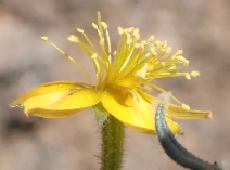 Mentzelia pectinata