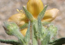 Mentzelia pectinata
