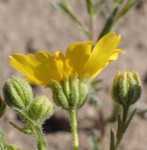 Hemizonia pallida