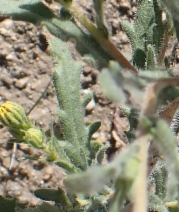 Hemizonia pallida