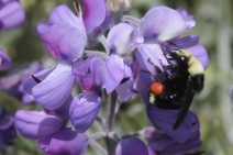 Lupinus chamissonis
