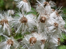 Petasites frigidus