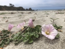 Calystegia soldanella