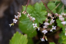 Boykinia elata