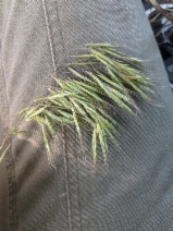 Bromus tectorum