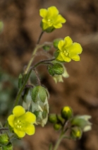 Emmenanthe penduliflora