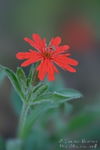 Silene laciniata ssp. californica