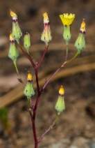 Malacothrix clevelandii