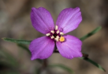Clarkia modesta