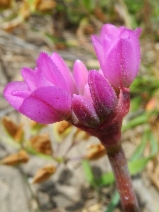 Allium dichlamydeum