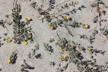 Camissonia cheiranthifolia