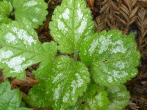 Lamiastrum galeobdolon