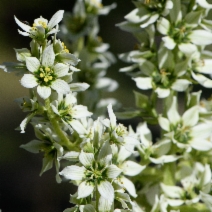 Veratrum californicum