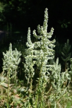 Veratrum californicum