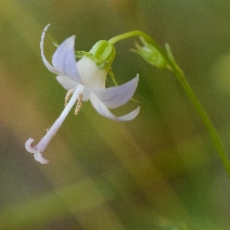 Campanula scouleri