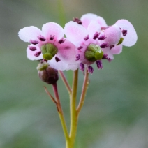 Chimaphila umbellata
